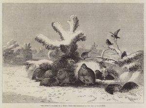 The Covey, from the Exhibition of the British Institution by Joseph Wolf